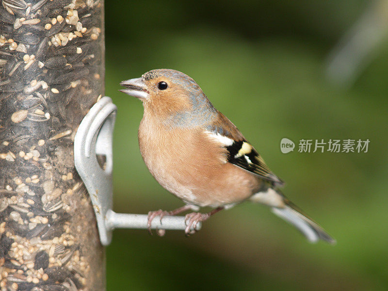 查芬奇 （弗林吉拉小肠杆菌）